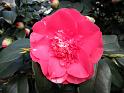 2014-03-08,_Kamelie (4)